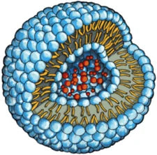 Lipozom Teknolojisi ile Derinlemesine Bakım
